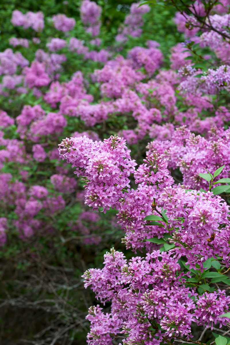serik cinsky Bohatě kvetoucí šeřík čínský (Syringa × chinensis) zaujme hustým růstem, menšími listy a záplavou růžových květů.