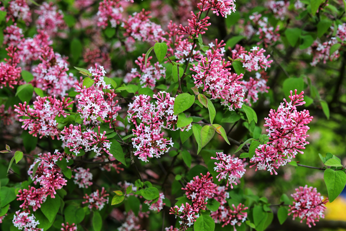serik malolisty Šeřík malolistý (Syringa microphylla) kvete růžovofialovými květy a díky kompaktnímu růstu nezabírá mnoho místa.