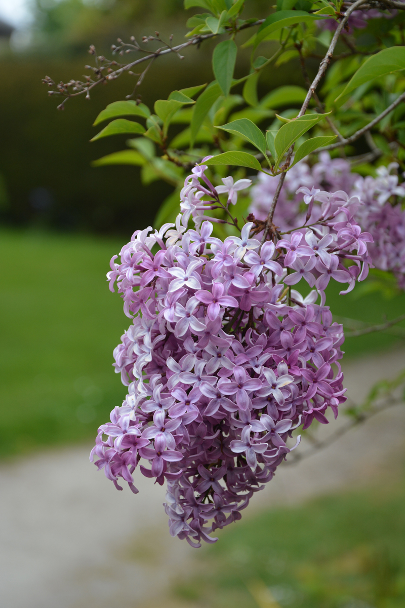 serik persky Převislé světle fialové květy šeříku perského (Syringa × persica), který je ceněný pro svůj neobvyklý vzhled a příjemnou vůni.