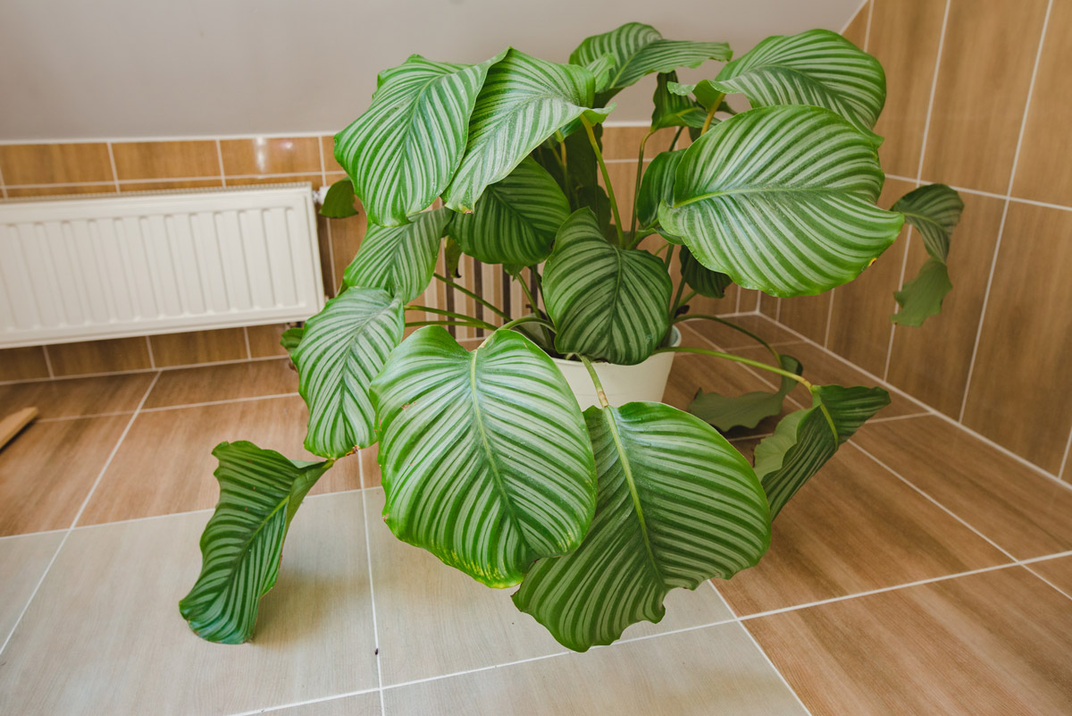 calathea v koupelne Kalatea s velkými pruhovanými listy umístěná ve světlé koupelně.