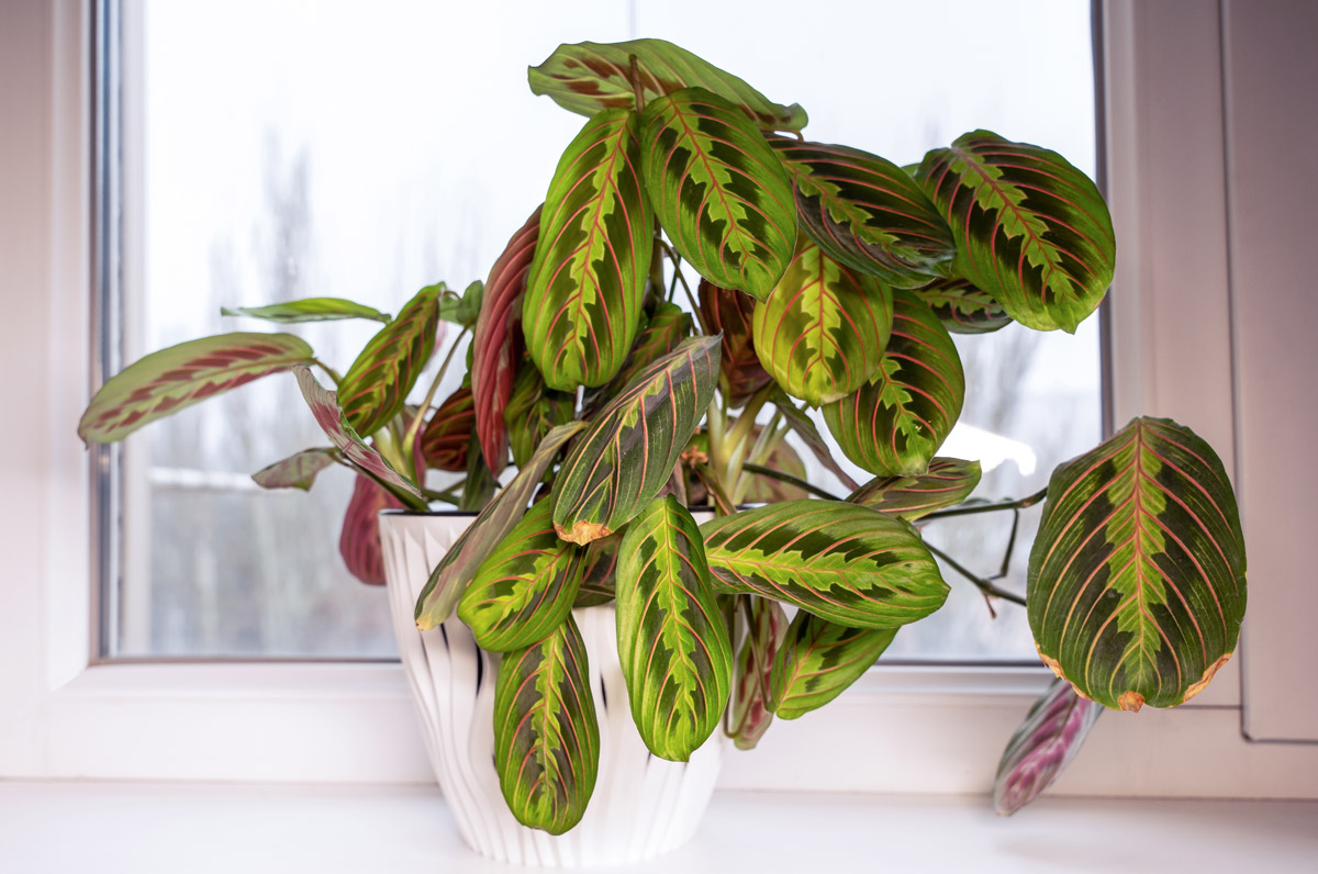 maranta Maranta s výrazně kreslenými zelenými a červenými listy na světlém parapetu.