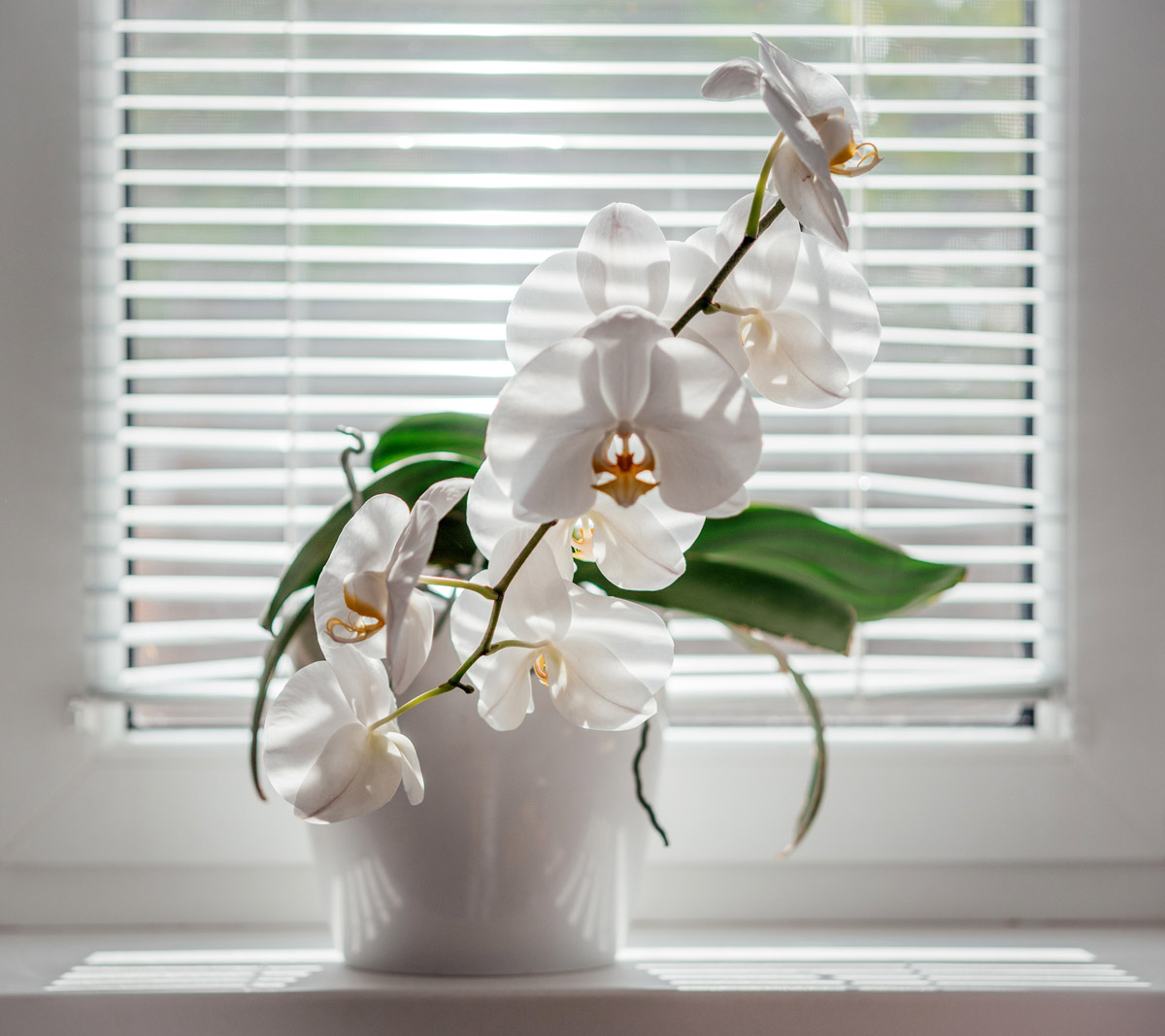 orchidej Bíle kvetoucí orchidej Phalaenopsis umístěná u světlého okna.