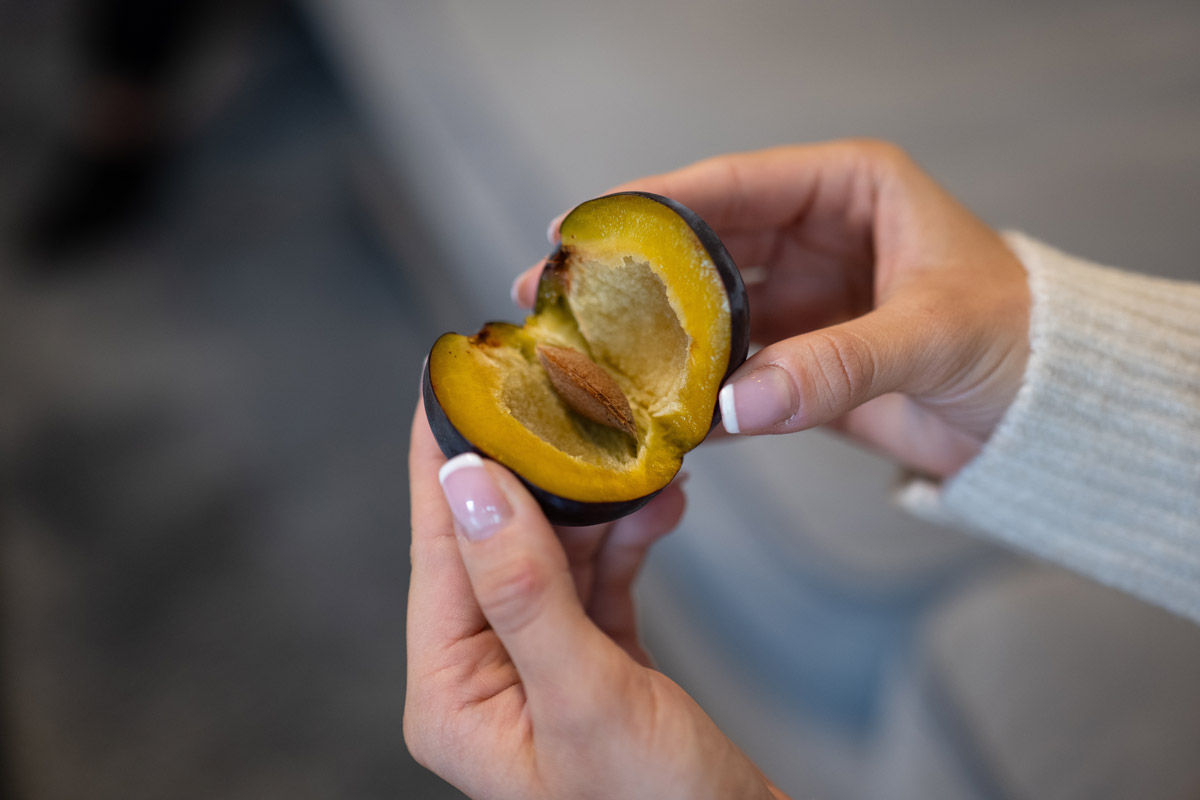 Rozkrojená švestka s peckou připomíná, že právě pecky peckovin představují pro psy významné riziko.