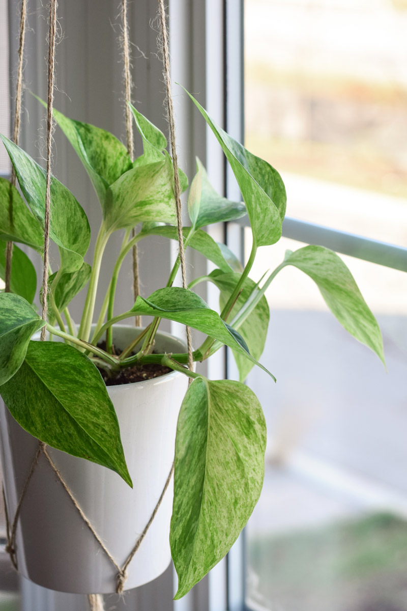 pothos u okna Zdravý pothos v závěsném květináči umístěný u světlého okna.