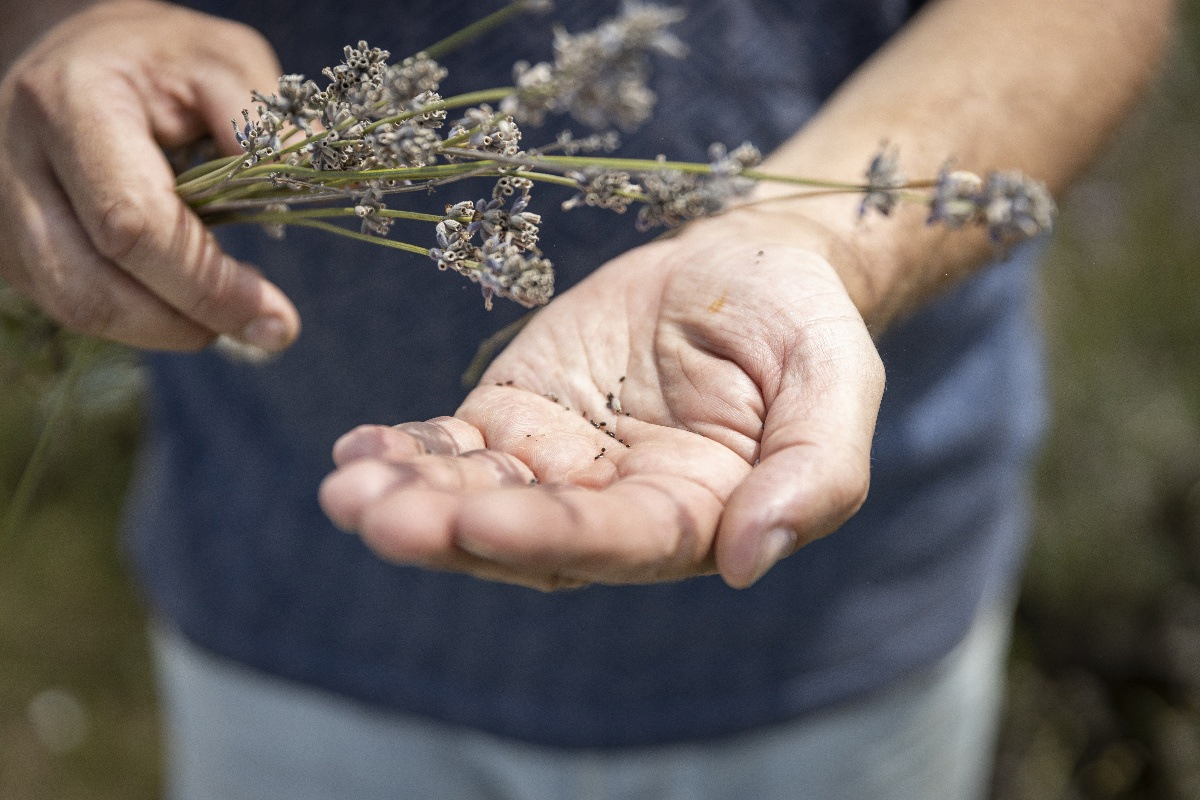 levandula 1