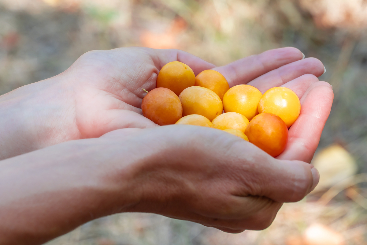 myrobalan 1 Drobné žluté a oranžové plody myrobalánu nasbírané v dlaních.
