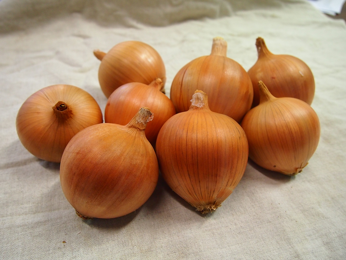 Cibule Amfora F1 1