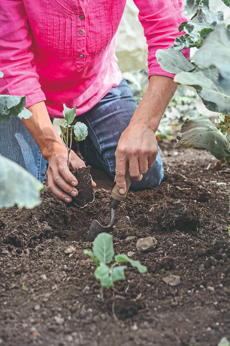 Sally Nex Family Veg Plot JI 240818 SallyNex 279 1 Zahradnice připravuje motyčkou jamku v zeleninovém záhonu a v druhé ruce drží sazenici brokolice s kořenovým balem.