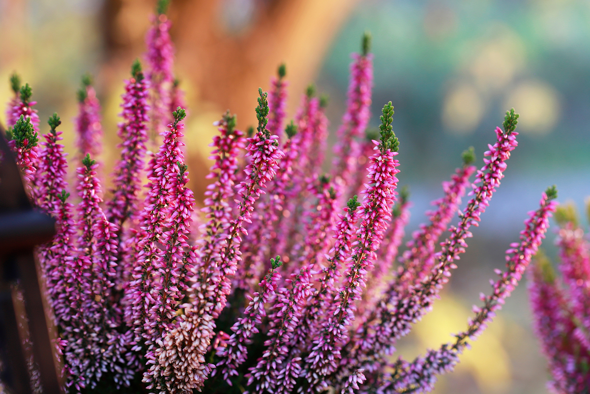 calluna vulgaris 1