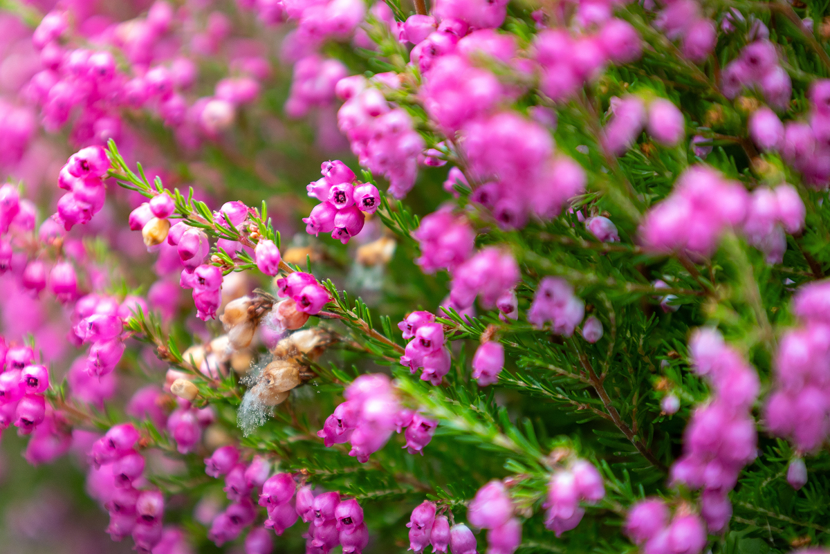 erica gracilis 1