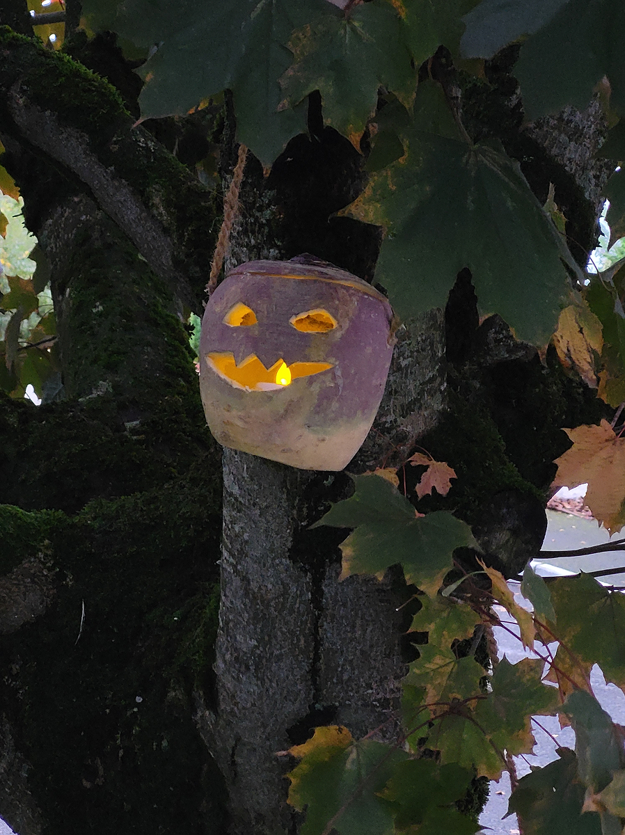 Vyřezávané tuříny jsou připomínkou irských kořenů Halloweenu. Jejich menší rozměry a pevnější dužina sice vyžadují více trpělivosti při vydlabávání, ale výsledkem může být originální podzimní lucerna, kterou jen tak někdo nemá.