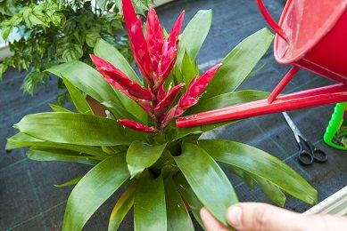 péče o pokojovky v zimě - zálivka