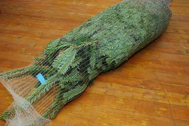 upevnění stromku do stojanu