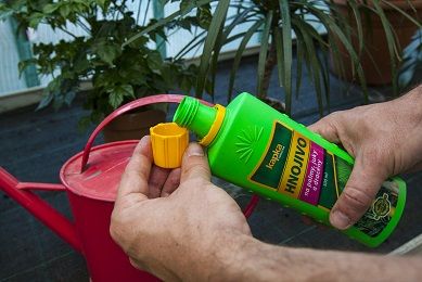 péče o pokojovky v zimě-přihnojování