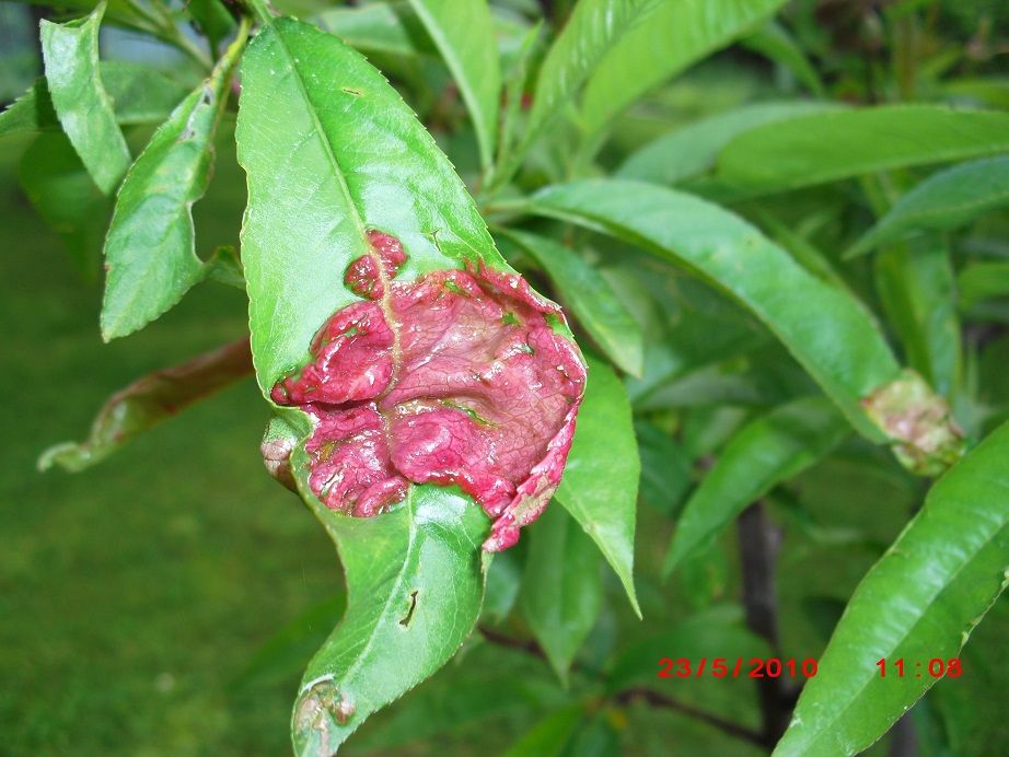 kaderavost broskvoni