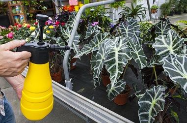 péče o pokojovky v zimě rosení