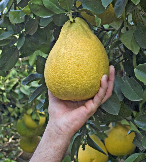 pomelo