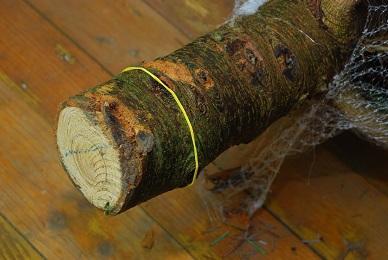 umístění stromku do stojanu 4