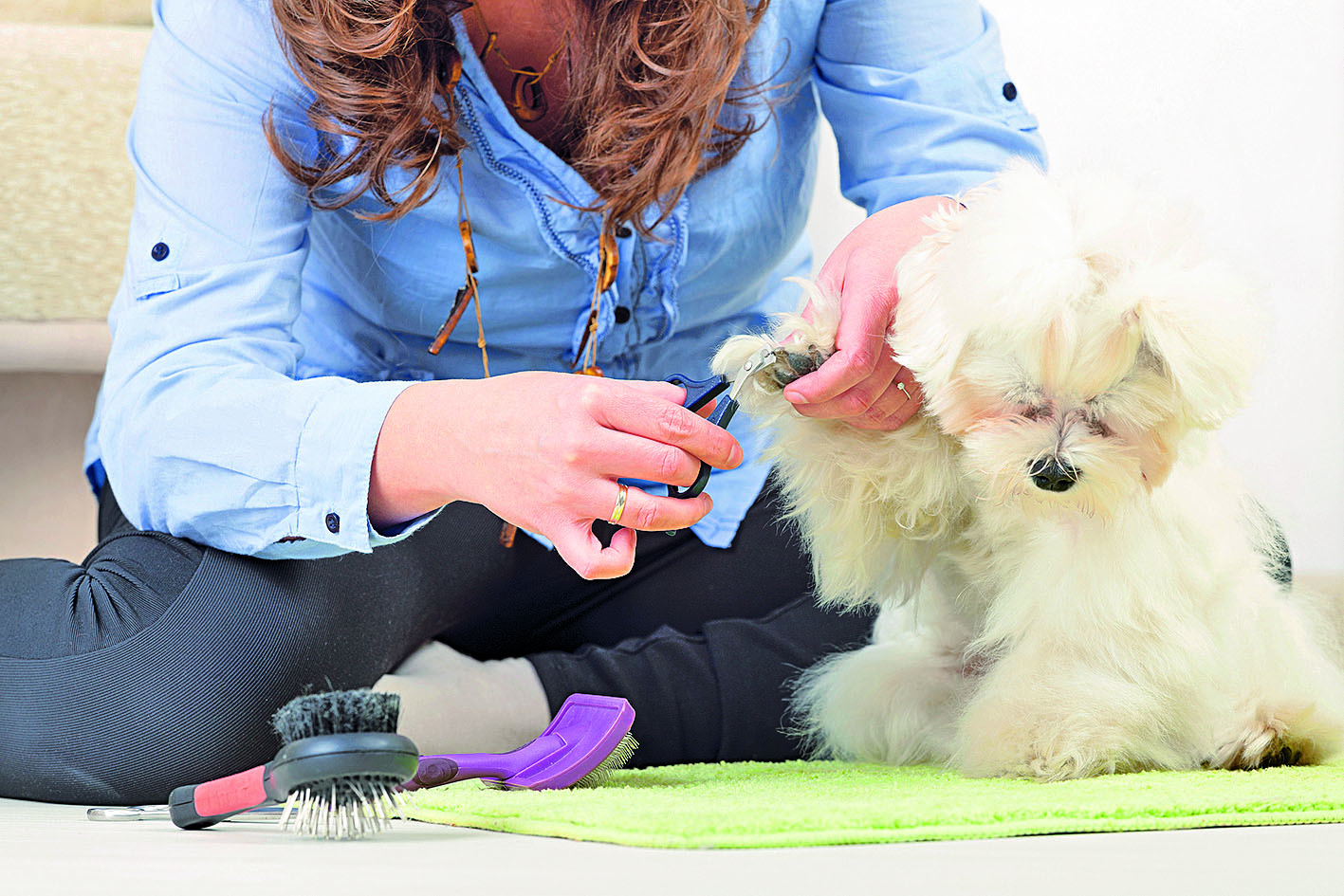 pejsek stříhání drápků