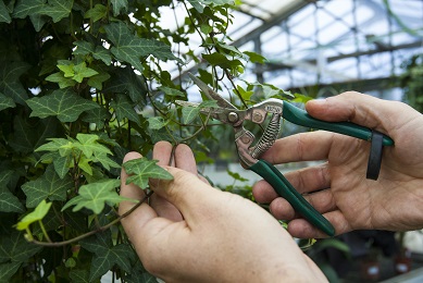 péče o pokojovky v zimě - tvarování