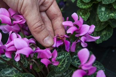 péče o pokojovky v zimě - po odkvětu