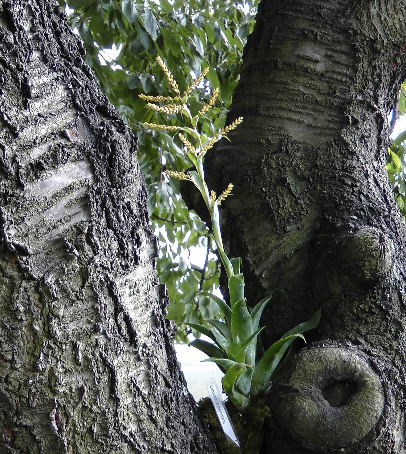 masozravka na strome