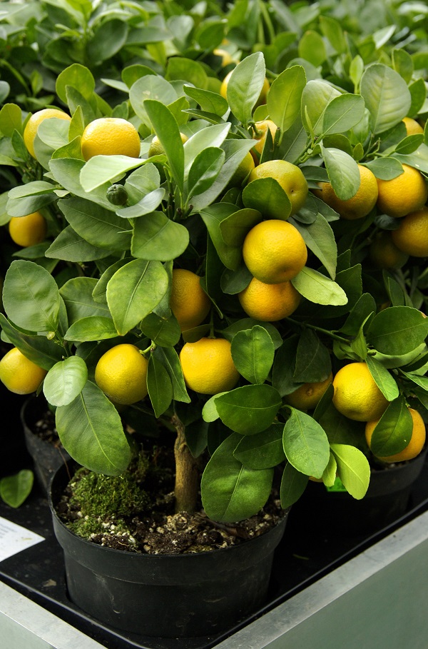 mandarinky - rostlina s plody