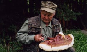 Lesklokorky – houby věčného mládí