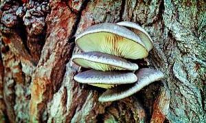 Hlíva ústřičná II.Pleurotus ostreatus/Jacq./P.Kumm.