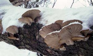 Hlíva ústřičná I. (Pleurotus ostreatus/Jacq./P.Kumm.)