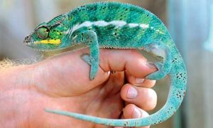 Chameleon převleky neplýtvá