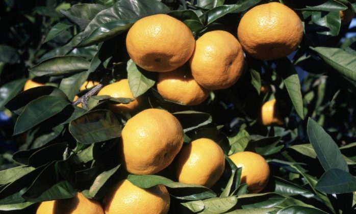 CITRUSY: PÉČE V SEZONĚ