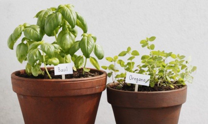 Pěstujete bylinky a rajčata? Pomohou Vám produkty AGROBIO Opava