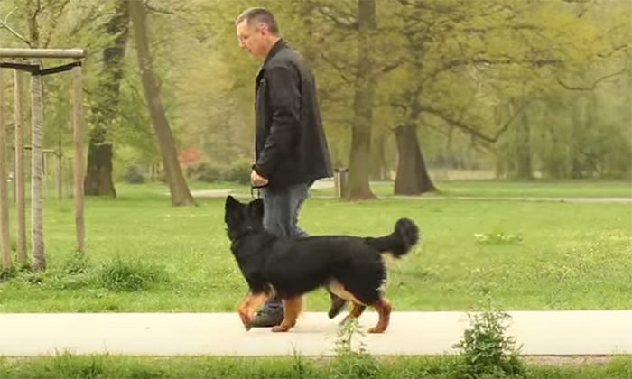 PSÍ ŠKOLIČKA – VIDEONÁVOD Č. 5 – CHŮZE BEZ VODÍTKA