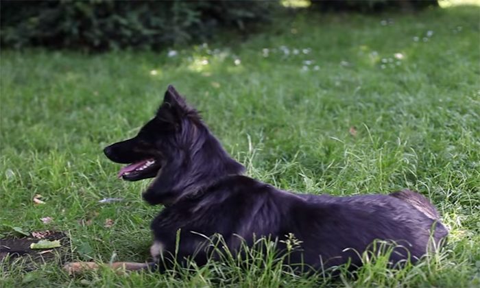 Psí školička – Videonávod č. 12 – Zůstaň