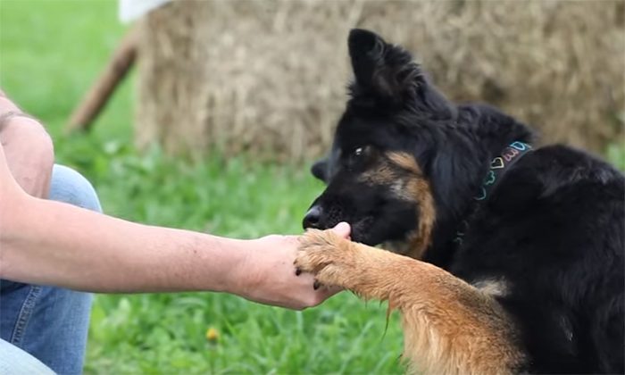 Psí školička – Videonávod č. 13 – Dej pac