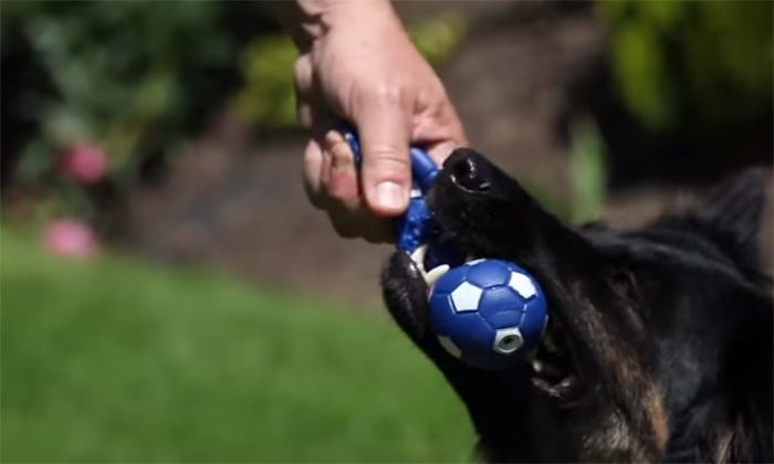 Psí školička – Videonávod č. 15 – Pusť