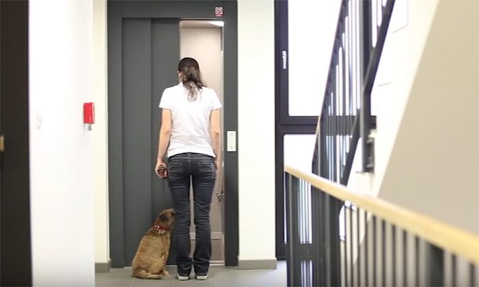 Psí školička – Videonávod č. 25 – Jízda výtahem