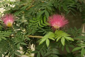 Albizia