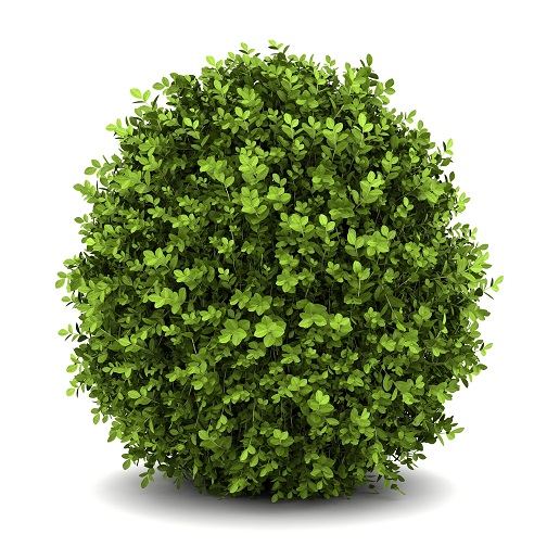 buxus