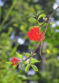 SAmbucus