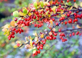 berberis