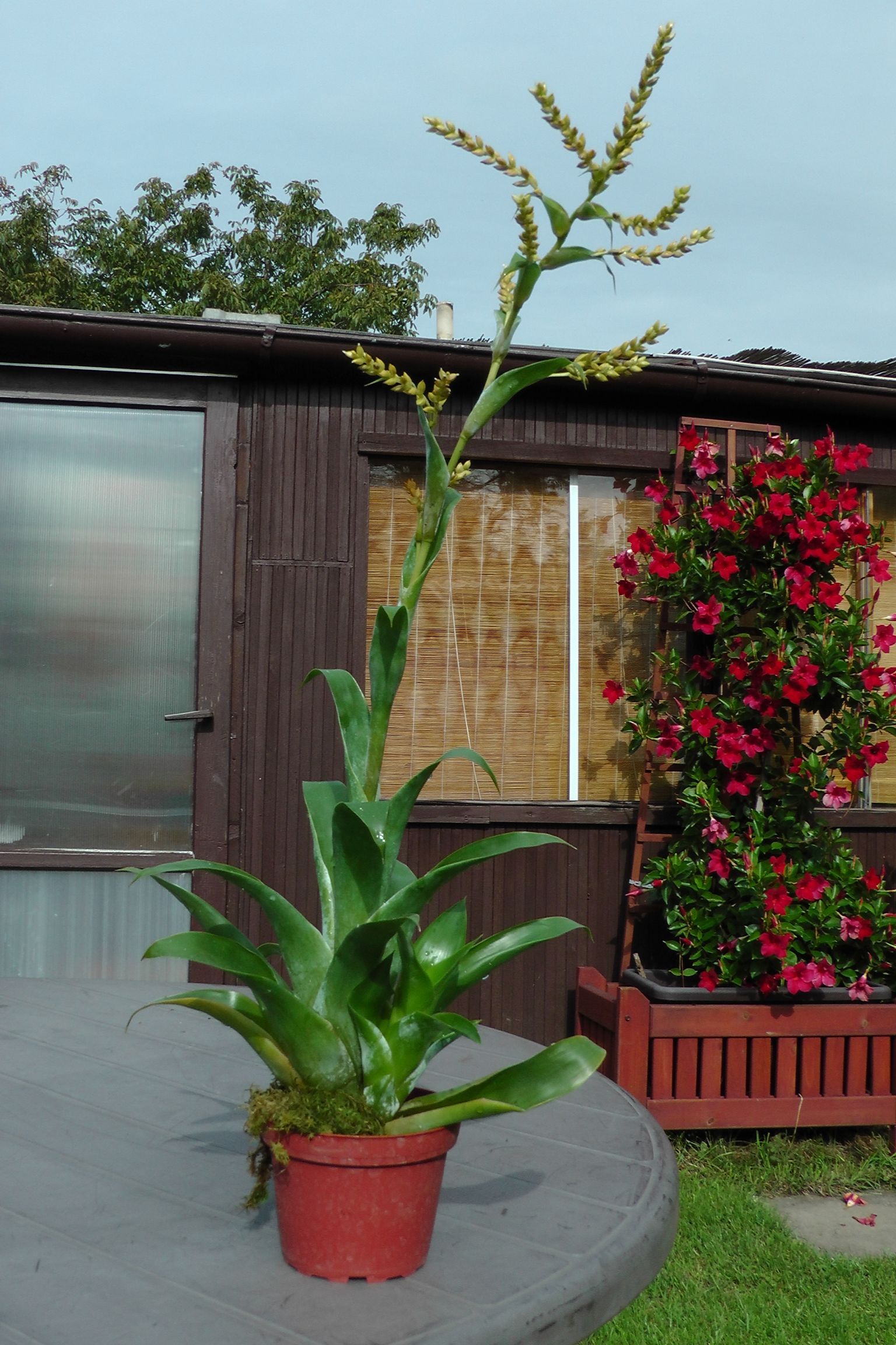 masozravka venku - letneni