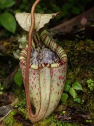 nepenthes2