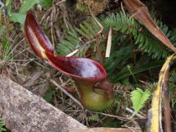 Nepenthes3