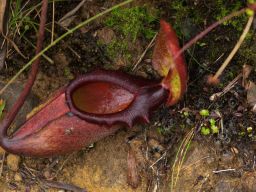 Nepenthes4