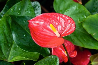 anthurium