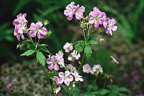 geranium2