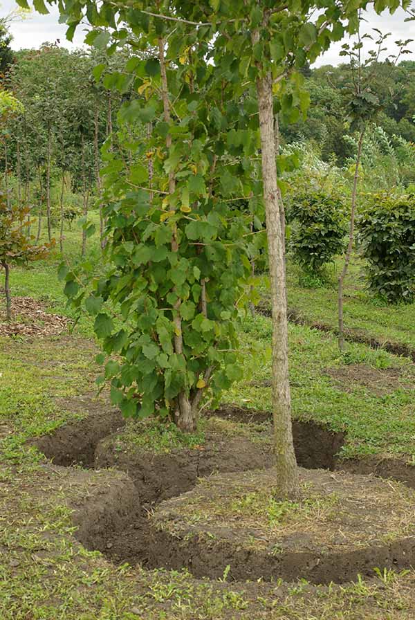 Kdy zasadit vzrostlý strom?