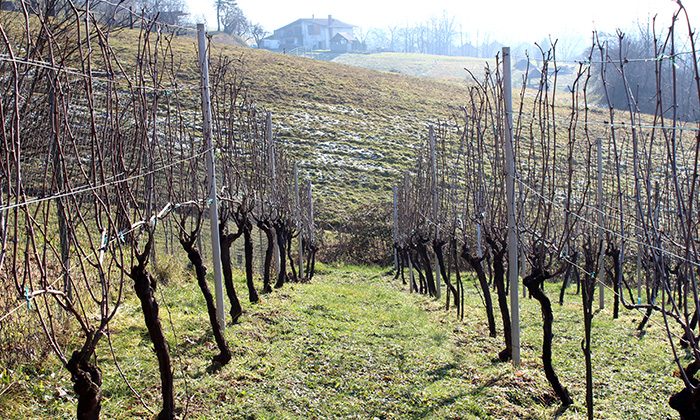 Užitková zahrada: Úkoly na únor